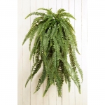 Fern hanging bush - Grote hang Varen 150cm 